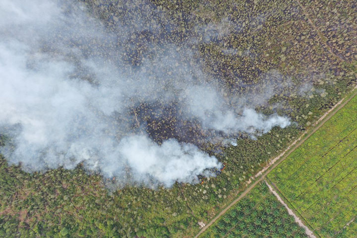 Forest and peat fires typically take place in Sumatra and Borneo and are often linked to slash-and-burn practices to clear areas for palm cultivation and illegal logging. 
© Shutterstock.