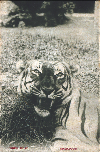 This postcard features an image of a tiger’s head with notes on the back explaining that it was a Malayan tiger which often appeared in Singapore. As the postcard does not bear a postmark, it is likely that the image and notes on the back were for the owner’s personal use.