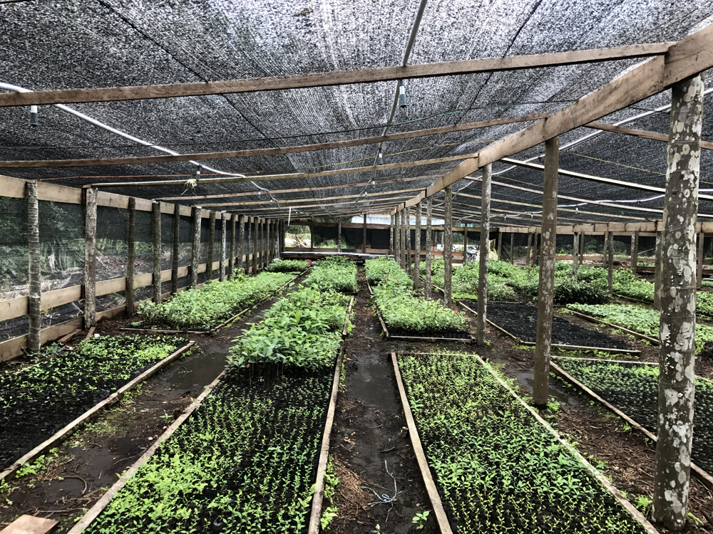 A nursery growing various peatland species (e.g. jelutong, ramin) in addition to useful fruit trees (e.g. cempedak, durian) © Tan Zu Dienle