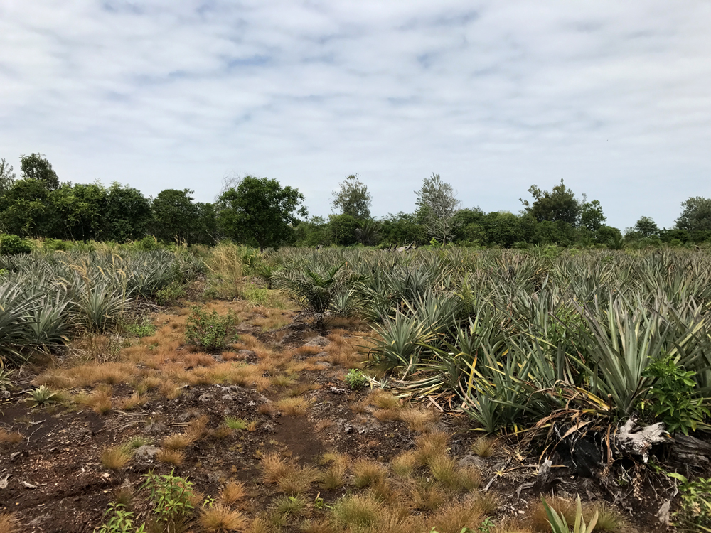 Pineapple farm on dried peatlands. Pineapples are one of the crop species mistakenly referred to as paludiculture species but nevertheless requires drainage © Tan Zu Dienle