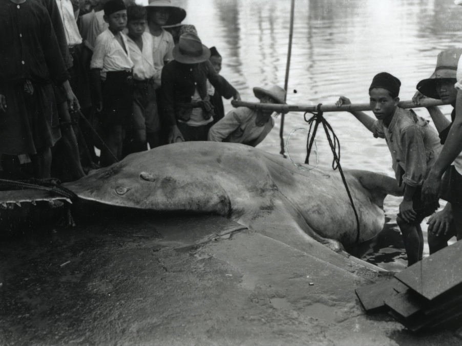 Figure 1. ‘A caught sawfish [Pristis spp., marine/coastal species but also known to swim in estuaries and rivers] is hoisted onto the wharf (1930).’ Source: Leiden University Libraries, Digital Collections, Southeast Asian and Caribbean (KITLV) Images, KITLV 32841.