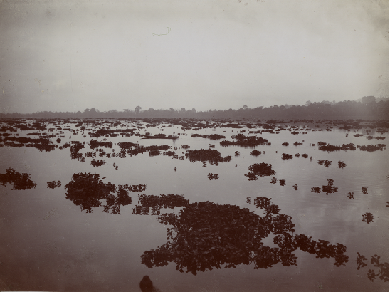 Figure 7. Elong elong (Eichnornia cressipes, water hyacinths), Kalimantan (1925)? Source: Leiden University Libraries, Digital Collections, Southeast Asian and Caribbean (KITLV) Images, KITLV 174525.