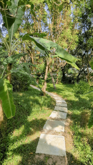 Greenery in the National University of Singapore Kent Ridge Campus. Photograph by Mohammad Bin Khidzer, 2025